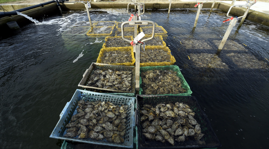 À quoi sert l’affinage des huîtres ?