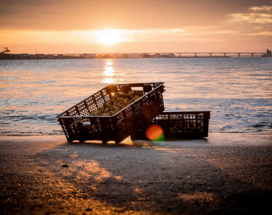 L’impact écologique positif de l’ostréiculture