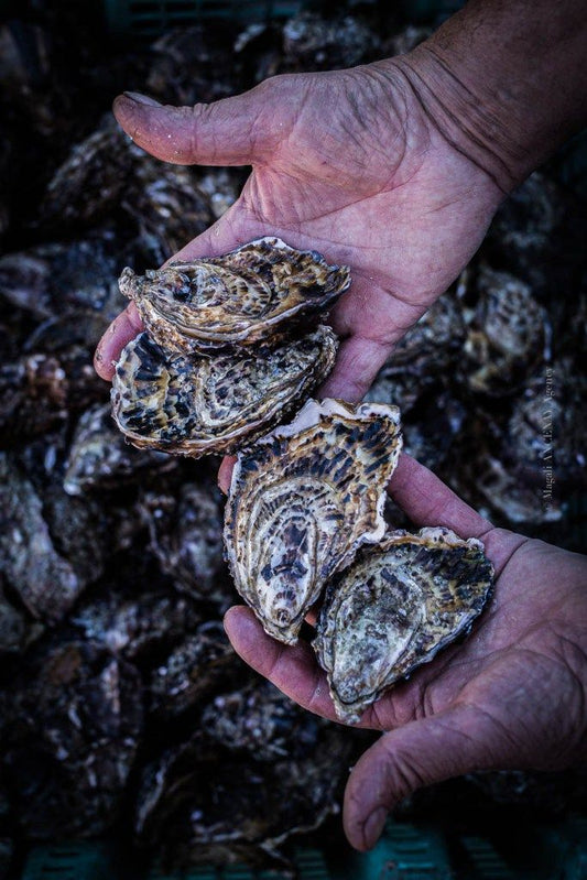 Comment choisir son huître selon son numéro ?