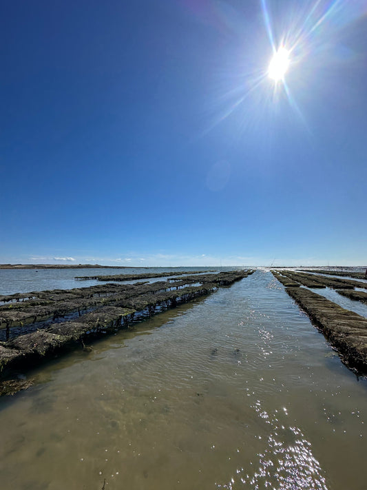 Le secret des huîtres de Locmariaquer.